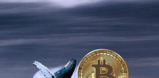 Bullish Signal: Bitcoin Whales Go On 20,000 BTC Purchasing Spree