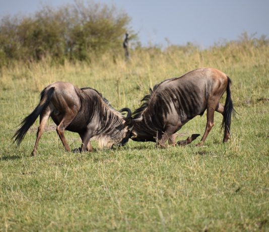 Will Solana Cost Continue To Rise After The Dynamite Cost Rally?