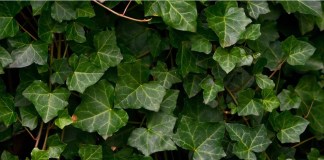 Hedera Soars 23% As HBAR Blossoms All-Green On The Charts All Week