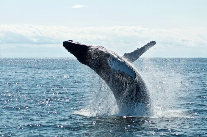 Bitcoin Bullish Signal: Whales Go On $1.4 B Purchasing Spree