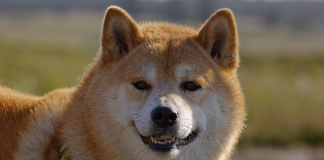 Dogecoin (DOGE) Skyrockets 8%, However An Uptick In This Metric Suggests A Pullback