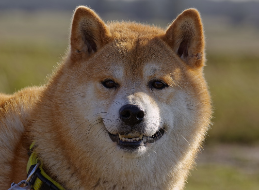 Dogecoin (DOGE) Skyrockets 8%, However An Uptick In This Metric Suggests A Pullback