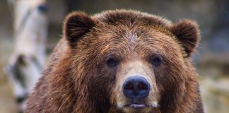 What lags The Current Bitcoin Drop? Here’s What On-Chain Data States