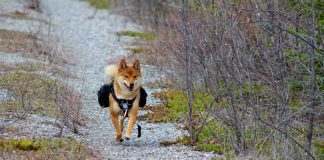 Shiba Inu Lead Dev Promotes “Go Mode”, Will Rate Follow?