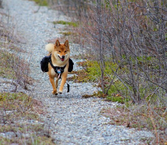 Shiba Inu Lead Dev Promotes “Go Mode”, Will Rate Follow?