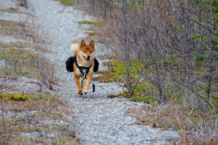 Shiba Inu Lead Dev Promotes “Go Mode”, Will Rate Follow? Shiba Inu Lead Dev Promotes “Go Mode”, Will Rate Follow?