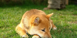 Shiba Inu Rate Slow: Is It A Great Time To Invest Or Cut Losses?