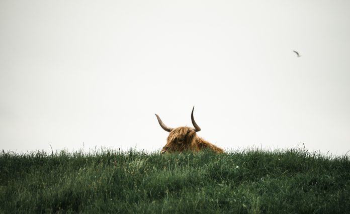 Ripple’s Q1 Report Reveals That Financiers Are Still Bullish On XRP, Here’s Why