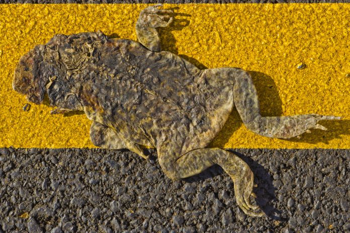 Unfortunate Frogs: Why The Parabolic Pepe Coin Might Flatten By 80%
