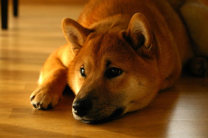 Secret Wallet Burns 1.69 Billion Shiba Inu, Will It Lead To Rate Bump?