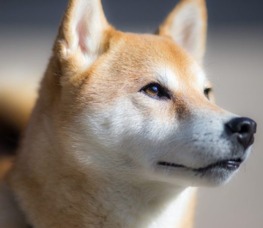 Research Study: Shiba Inu (SHIB) Is More Of An Effective Memecoin Than PEPE and DOGE