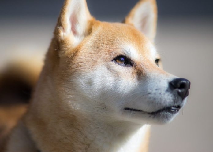 Research Study: Shiba Inu (SHIB) Is More Of An Effective Memecoin Than PEPE and DOGE Research Study: Shiba Inu (SHIB) Is More Of An Effective Memecoin Than PEPE and DOGE