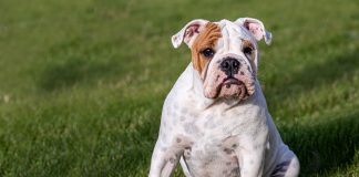 Dogecoin (DOGE) Stuck In Bearish Pattern– When Will It Go out?