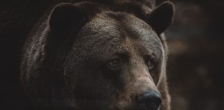 Bitcoin Bull Run In Jeopardy As Parabolic SAR Turns Bearish On Daily Chart