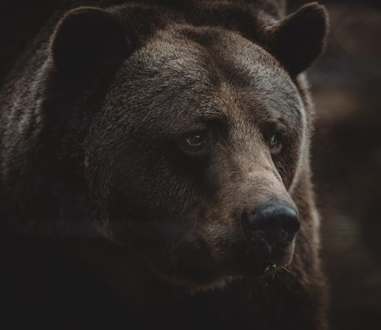 Bitcoin Bull Run In Jeopardy As Parabolic SAR Turns Bearish On Daily Chart
