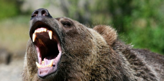 Bears Drive Binance Coin Towards $300 Level As Bull Run Fizzles Out