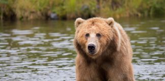 Toncoin (LOAD) Rate Drops After Bears Defy To Give Up Control