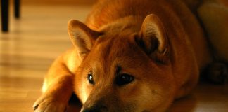Shiba Inu Token Burn Strikes 1.74 Billion In One Week, What’s The Existing Status?