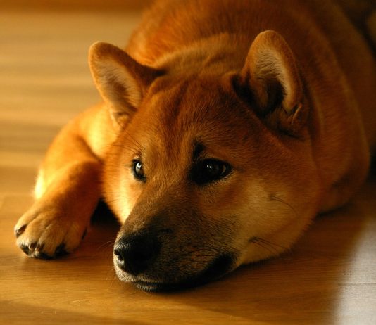 Shiba Inu Token Burn Strikes 1.74 Billion In One Week, What’s The Existing Status?