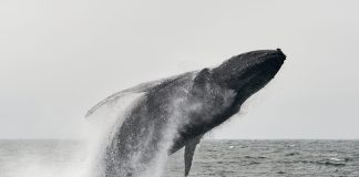 Bitcoin Whales Break A Pattern Held Throughout Cutting In Half Cycles: Glassnode