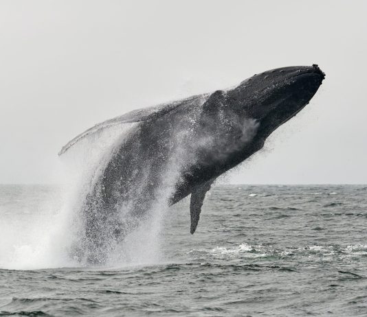 Bitcoin Whales Break A Pattern Held Throughout Cutting In Half Cycles: Glassnode