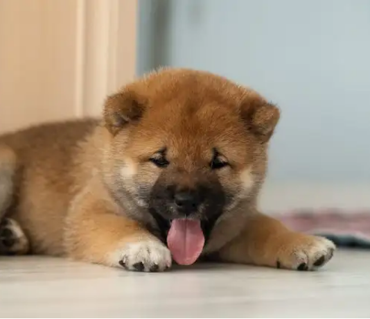 BabyDoge Gets Aggressive With Absolutely No Execution Charges, Set For Significant Development