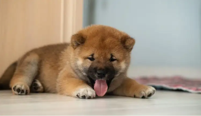 BabyDoge Gets Aggressive With Absolutely No Execution Charges, Set For Significant Development