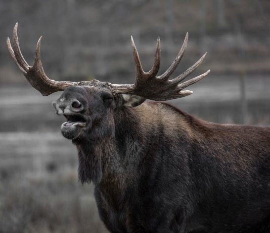 Optimism (OP) Trading Volume Skyrockets Amidst Bullish Cost Rise