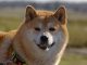 Shiba Inu To Present 4 New Metaverse Hubs In 2023