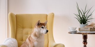 Whale Who Purchased 20 Trillion Shiba Inu Is Now The fifth Greatest SHIB Holder