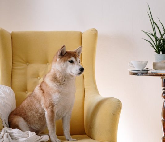 Whale Who Purchased 20 Trillion Shiba Inu Is Now The fifth Greatest SHIB Holder