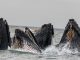 Bitcoin Bullish Signal: Whales Accumulate 84,897 BTC Bitcoin Bullish Signal: Whales Accumulate 84,897 BTC
