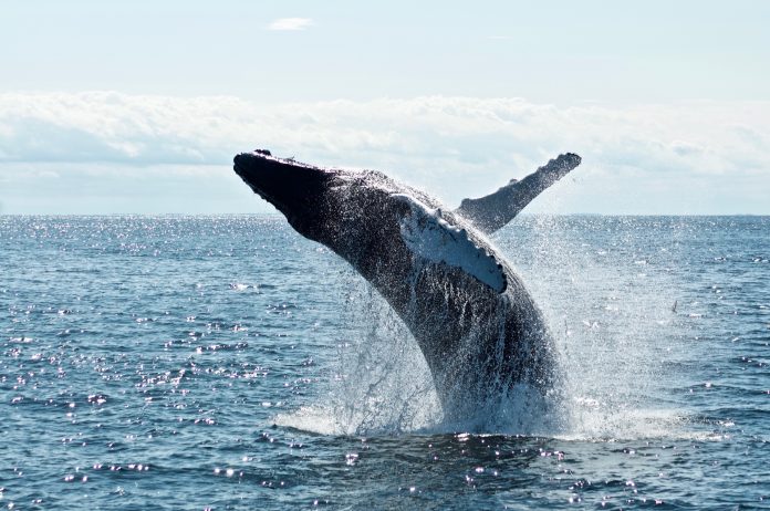 Whale Alert: 1,750 Bitcoin (BTC) Relocated To Exchange, Enormous Plunge Inbound?