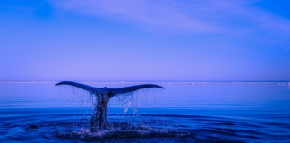 Dogecoin Supremacy: Binance Gets Deluge Of Millions Of DOGE– Information