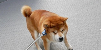 Shiba Inu Has A Hard Time To Start A Breakout: Will It Defy Resistance And Rebound? Shiba Inu Has A Hard Time To Start A Breakout: Will It Defy Resistance And Rebound?