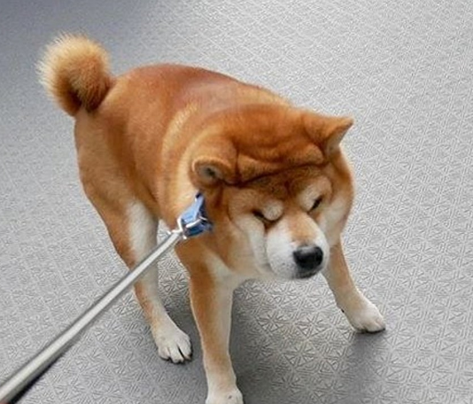 Shiba Inu Has A Hard Time To Start A Breakout: Will It Defy Resistance And Rebound?