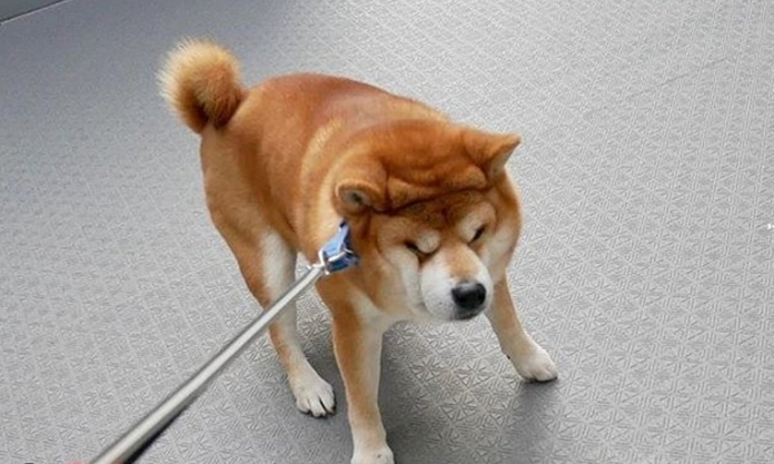 Shiba Inu Has A Hard Time To Start A Breakout: Will It Defy Resistance And Rebound? Shiba Inu Has A Hard Time To Start A Breakout: Will It Defy Resistance And Rebound?
