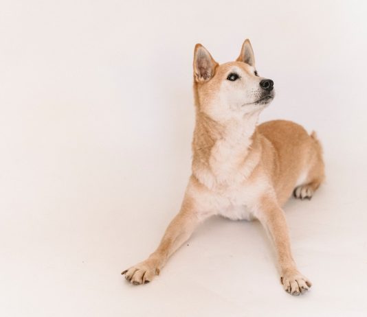 Shiba Inu Burn Rate Spikes After A Couple Of Stagnant Days