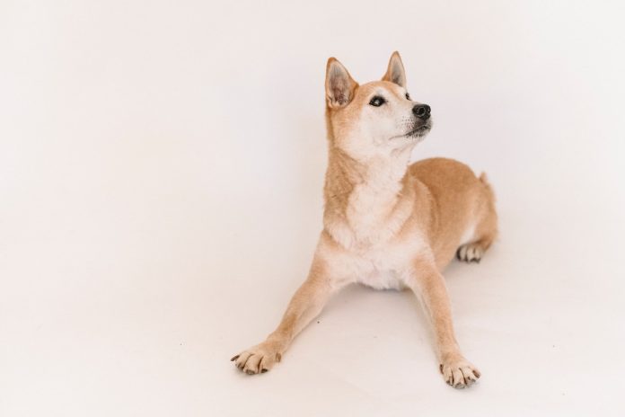Shiba Inu Burn Rate Spikes After A Couple Of Stagnant Days