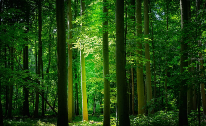 Shiba Inu All Green Today– What’s The Driving Force Behind Rebound?