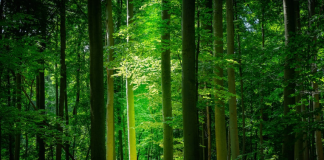 Shiba Inu All Green Today– What’s The Energy Behind The Radiance?