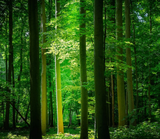 Shiba Inu All Green Today– What’s The Energy Behind The Radiance?