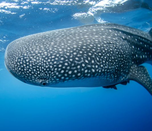 Sharks & & Whales Accumulate Stablecoins, Why This Might Be Bullish For Bitcoin