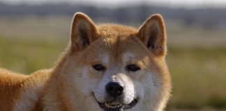 Shiba Inu Whale Builds Up 261 Billion Shib Tokens In Simply 3 Days