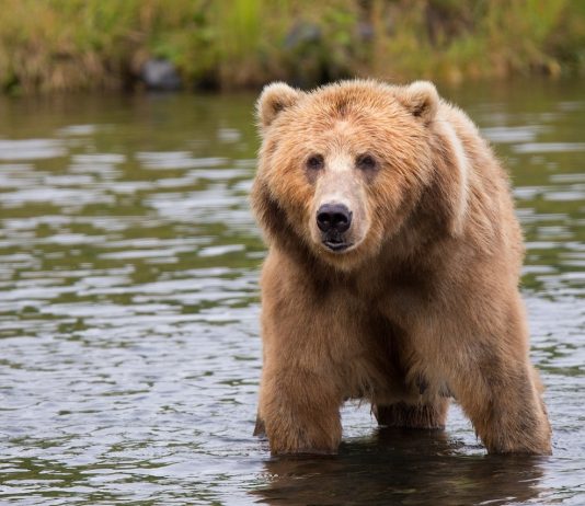 Toncoin (HEAP) Continues Downward Pattern As Bears Maintain Control