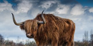 Bullish Run for Injective (INJ): Will the Momentum Continue?