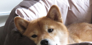Can Shiba Inu Rebound As It Concludes May With A Frustrating 16% Decrease?