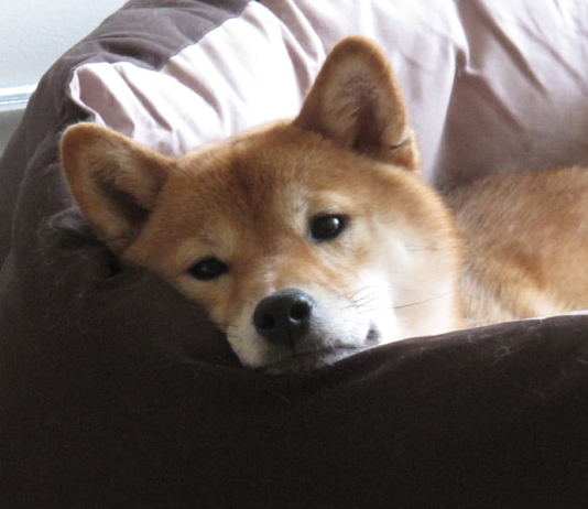 Can Shiba Inu Rebound As It Concludes May With A Frustrating 16% Decrease?