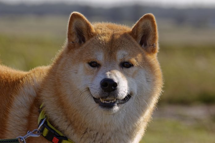 Shiba Inu Burn Craze: More Than 15 Billion Tokens Scorched In May Shiba Inu Burn Craze: More Than 15 Billion Tokens Scorched In May
