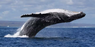 Whale’s ARB Build-up Revives Momentum For DeFi Token– Here’s Why